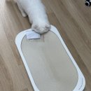 브랜드보드 | 고양이스크래쳐 나응식 수의사 추천 브랜드 핏펫 “냥쌤 애용보드” 솔직후기