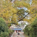 도리내마을 | 밀양 도리마을 단풍나무 오연정 사람없는 한적한 은행나무