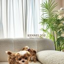 파주켄넬 이미지