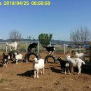 비석농장 이미지