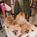 펫사랑 콜 이미지