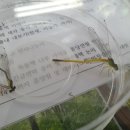 좌항초등학교(병설) 이미지