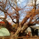 고목나무 이미지