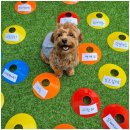 부산애견호텔 강아지 유치원 맘바이 서면본점 이미지