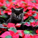 동물의 왕국 이미지