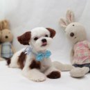 쭈 애견미용 이미지