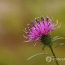 자생건강약초