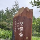 상동읍 덕구쉼터(상동읍-18) | 정선 운탄고도 1330m 피톤치드 힐링 트레킹