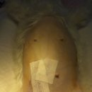 동물병원닥터스 이미지