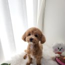bbodog(뽀독) 이미지