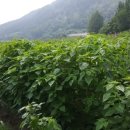 생연제일의원 이미지