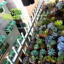 다육꽃세상 이미지