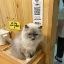 훤칠한고양이 이미지