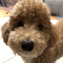 닥터리동물병원 이미지