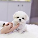 펫퍼스트 24시 강아지분양 고양이분양 파주운정점 이미지