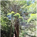 설악산(오색~남교리 코스)무박여행( 오색~대청봉~귀때기청봉~큰감투봉~대승령~십이선녀탕계곡~남교리...