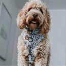 강아지사랑 이미지