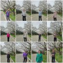 [늘푸른노인주간보호센터 안성점] 사회적응 프로그램-봄 나들이(벚꽃구경) 이미지