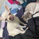 장화신은 고양이 & 강아지 미용 이미지