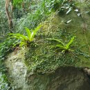 제주 삼도파초일엽 자생지 | 제주 삼도 파초일엽 자생지(천연 기념물 제 18호)