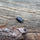 하늘소농장 이미지