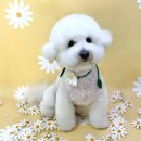 애견미장원 이미지