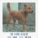 진도개영농조합 이미지