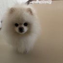 방배로 200 | 강아지 슬개골 탈구 걱정돼 건강검진 다녀온 윤장원 외과 동물병원 후기