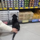 펫홈 반려동물용품백화점 이미지