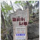 배바위농원 이미지