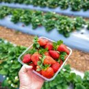 인형극축제 - 만들기 체험 이미지