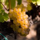 스위트 바디(Sweet body) | Furmint Late Harvest 2023(토카이 푸르민트 레이트 하베스트 2023) 헝가리마트에서 만난 스위트와인 추천