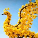 고갯마루 Daum카페