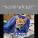 길에서 줍줍한 사람을 너무 좋아하는 아기 고양이😭 이미지