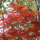 강원 인제 가칠봉(1,241m)산행 이미지