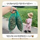 행복한체험마을 | 충남 당진 왕매실마을 다람쥐투어 땅콩캐기 후기 5살 아이랑 함께한 가을 수확 체험