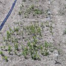 내곡농장 이미지