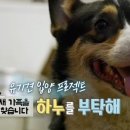 카폐하누 이미지