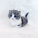 천안고양이분양 베스트캣 제나캣 천안점 이미지