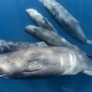 Little Bear Big Trip 이미지