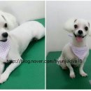 강변애견미용호텔 이미지
