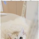 나비야 cat 이미지