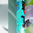 마싯데이