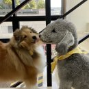 펫하우스(애견샵) 이미지