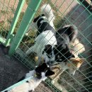 우프우프 | 제주 애견카페 다녀왔다개~ : 서귀포 우프 방문 후기