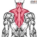 각 부위의 근육 명칭 및 근육만들기 공략법 이미지