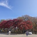 적상산로 | 전북 무주 가볼만한곳 적상산 단풍길 트레킹 후기