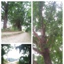 오솔길 농장 이미지