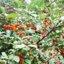 보리수 산장 이미지