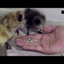 먹이창고 이미지